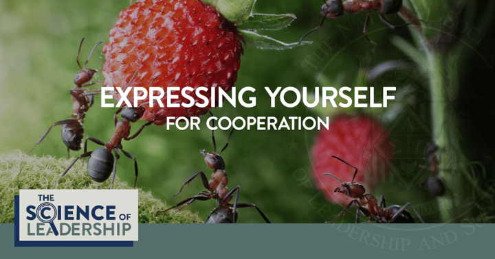 The Science of Leadership: How to Express Yourself If You Want Others to Cooperate with You | A close up shot of a group of ants work together to gather food from a raspberry